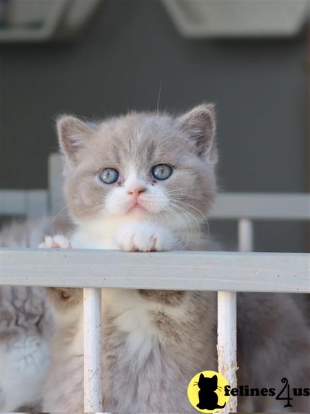 Error: Operation returned an invalid status code 429<br/>Stack Trace:    at Microsoft.Azure.CognitiveServices.Vision.ComputerVision.ComputerVisionClient.<DescribeImageInStreamWithHttpMessagesAsync>d__41.MoveNext()
--- End of stack trace from previous lobritish shorthair cation where exception was thrown ---
   at System.Runtime.ExceptionServices.ExceptionDispatchInfo.Throw()
   at System.Runtime.CompilerServices.TaskAwaiter.HandleNon