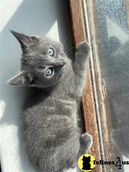 Error: Operation returned an invalid status code 429<br/>Stack Trace:    at Microsoft.Azure.CognitiveServices.Vision.ComputerVision.ComputerVisionClient.<DescribeImageInStreamWithHttpMessagesAsync>d__41.MoveNext()
--- End of stack trace from previous lobritish shorthair cation where exception was thrown ---
   at System.Runtime.ExceptionServices.ExceptionDispatchInfo.Throw()
   at System.Runtime.CompilerServices.TaskAwaiter.HandleNon