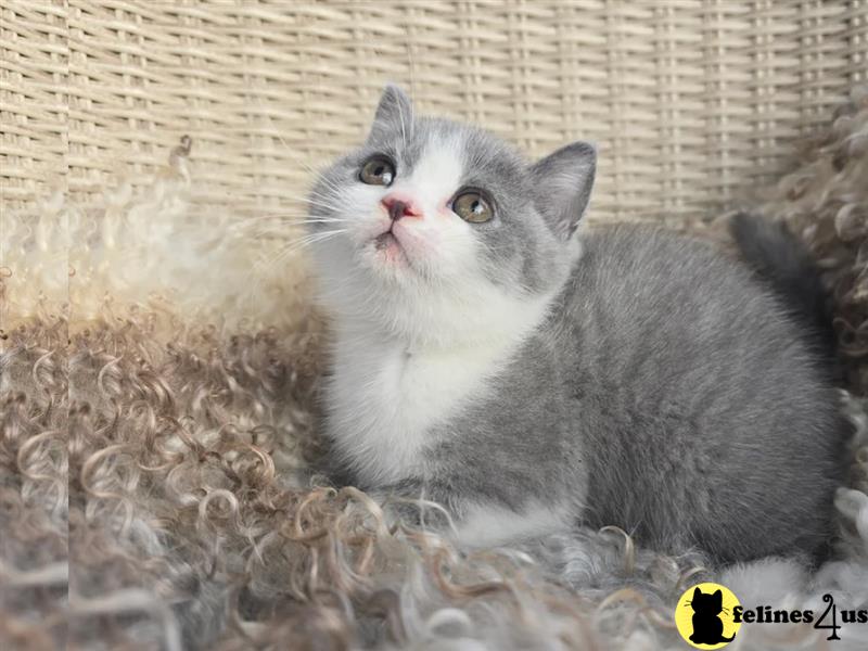 a british shorthair kitten with a blue background