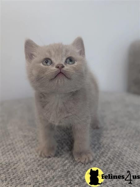 Error: Operation returned an invalid status code 429<br/>Stack Trace:    at Microsoft.Azure.CognitiveServices.Vision.ComputerVision.ComputerVisionClient.<DescribeImageInStreamWithHttpMessagesAsync>d__41.MoveNext()
--- End of stack trace from previous lobritish shorthair cation where exception was thrown ---
   at System.Runtime.ExceptionServices.ExceptionDispatchInfo.Throw()
   at System.Runtime.CompilerServices.TaskAwaiter.HandleNon