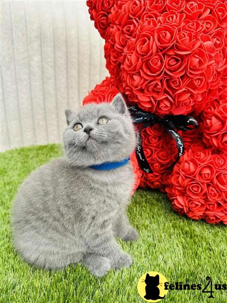 Error: Operation returned an invalid status code 429<br/>Stack Trace:    at Microsoft.Azure.CognitiveServices.Vision.ComputerVision.ComputerVisionClient.<DescribeImageInStreamWithHttpMessagesAsync>d__41.MoveNext()
--- End of stack trace from previous lobritish shorthair cation where exception was thrown ---
   at System.Runtime.ExceptionServices.ExceptionDispatchInfo.Throw()
   at System.Runtime.CompilerServices.TaskAwaiter.HandleNon