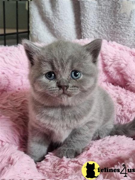 a british shorthair cat sitting on a blanket