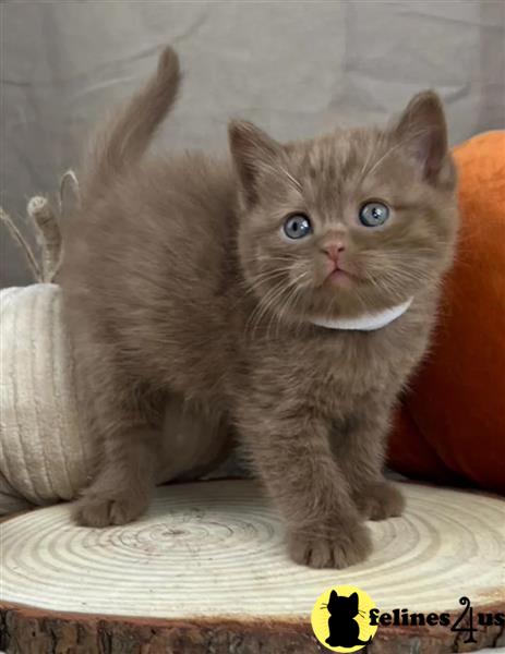 Error: Operation returned an invalid status code 429<br/>Stack Trace:    at Microsoft.Azure.CognitiveServices.Vision.ComputerVision.ComputerVisionClient.<DescribeImageInStreamWithHttpMessagesAsync>d__41.MoveNext()
--- End of stack trace from previous lobritish shorthair cation where exception was thrown ---
   at System.Runtime.ExceptionServices.ExceptionDispatchInfo.Throw()
   at System.Runtime.CompilerServices.TaskAwaiter.HandleNon