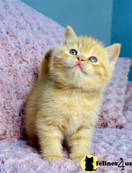 Error: Operation returned an invalid status code 429<br/>Stack Trace:    at Microsoft.Azure.CognitiveServices.Vision.ComputerVision.ComputerVisionClient.<DescribeImageInStreamWithHttpMessagesAsync>d__41.MoveNext()
--- End of stack trace from previous lobritish shorthair cation where exception was thrown ---
   at System.Runtime.ExceptionServices.ExceptionDispatchInfo.Throw()
   at System.Runtime.CompilerServices.TaskAwaiter.HandleNon