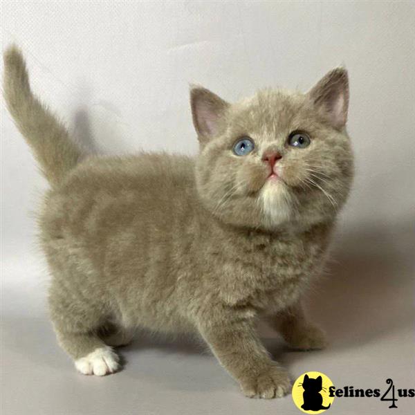 a british shorthair kitten holding a watermelon