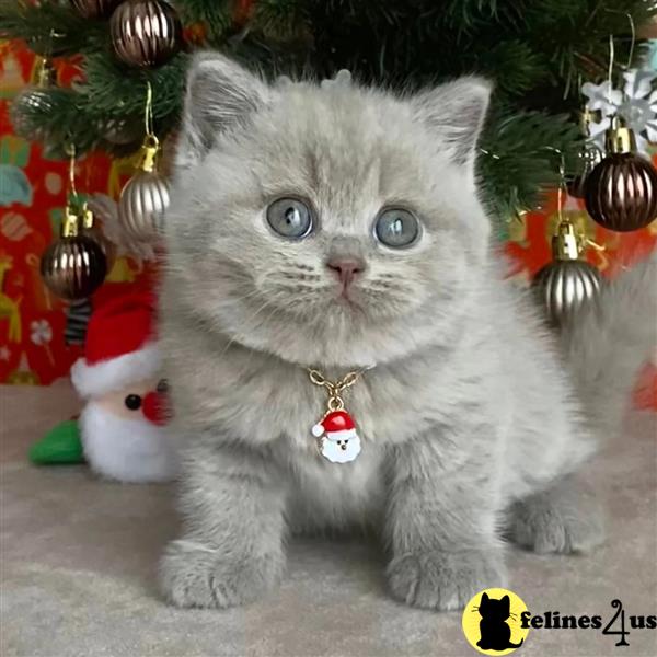 Error: Operation returned an invalid status code 429<br/>Stack Trace:    at Microsoft.Azure.CognitiveServices.Vision.ComputerVision.ComputerVisionClient.<DescribeImageInStreamWithHttpMessagesAsync>d__41.MoveNext()
--- End of stack trace from previous lobritish shorthair cation where exception was thrown ---
   at System.Runtime.ExceptionServices.ExceptionDispatchInfo.Throw()
   at System.Runtime.CompilerServices.TaskAwaiter.HandleNon