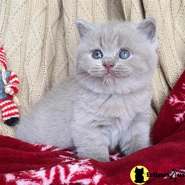 Error: Operation returned an invalid status code 429<br/>Stack Trace:    at Microsoft.Azure.CognitiveServices.Vision.ComputerVision.ComputerVisionClient.<DescribeImageInStreamWithHttpMessagesAsync>d__41.MoveNext()
--- End of stack trace from previous lobritish shorthair cation where exception was thrown ---
   at System.Runtime.ExceptionServices.ExceptionDispatchInfo.Throw()
   at System.Runtime.CompilerServices.TaskAwaiter.HandleNon