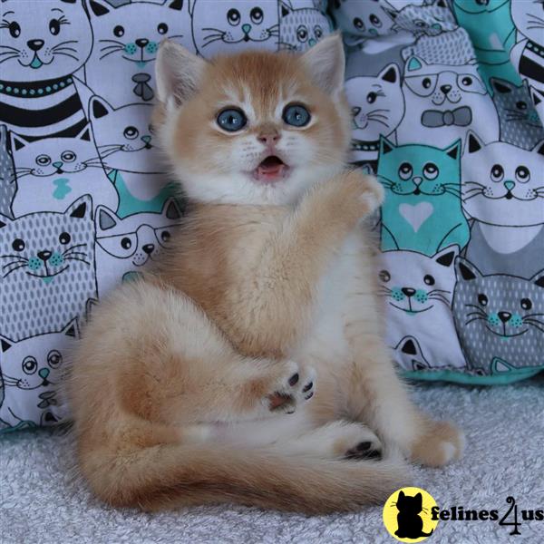 Error: Operation returned an invalid status code 429<br/>Stack Trace:    at Microsoft.Azure.CognitiveServices.Vision.ComputerVision.ComputerVisionClient.<DescribeImageInStreamWithHttpMessagesAsync>d__41.MoveNext()
--- End of stack trace from previous lobritish shorthair cation where exception was thrown ---
   at System.Runtime.ExceptionServices.ExceptionDispatchInfo.Throw()
   at System.Runtime.CompilerServices.TaskAwaiter.HandleNon