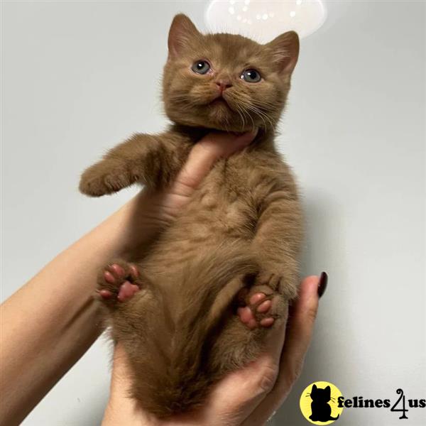 a group of white british shorthair cats