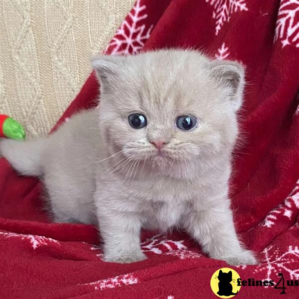 Error: Operation returned an invalid status code 429<br/>Stack Trace:    at Microsoft.Azure.CognitiveServices.Vision.ComputerVision.ComputerVisionClient.<DescribeImageInStreamWithHttpMessagesAsync>d__41.MoveNext()
--- End of stack trace from previous lobritish shorthair cation where exception was thrown ---
   at System.Runtime.ExceptionServices.ExceptionDispatchInfo.Throw()
   at System.Runtime.CompilerServices.TaskAwaiter.HandleNon