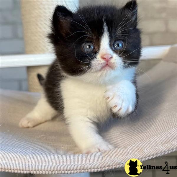 a british shorthair cat sitting on a couch