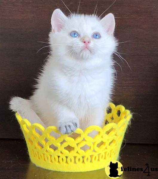 a british shorthair kitten on a table