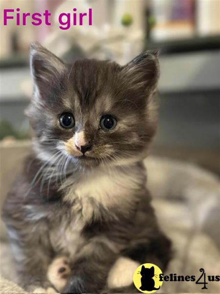 a maine coon cat sitting on a blanket