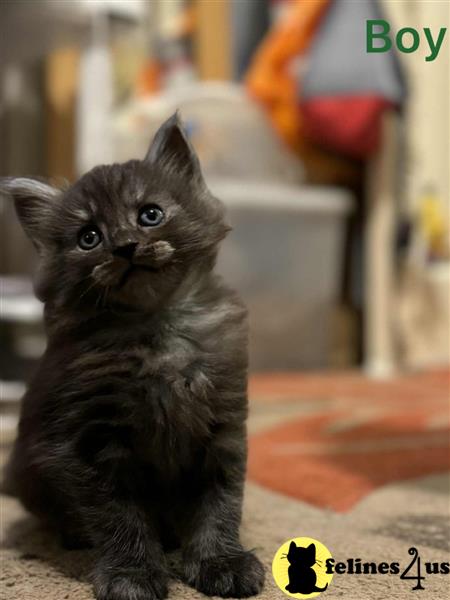 a maine coon kitten sitting on a purple surface