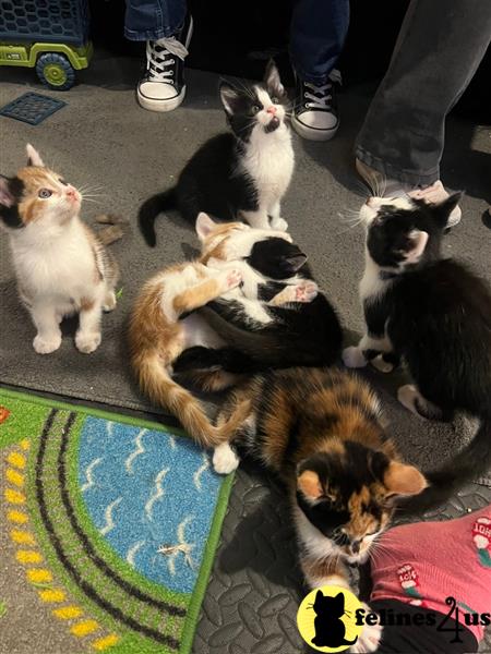 Error: Operation returned an invalid status code 429<br/>Stack Trace:    at Microsoft.Azure.CognitiveServices.Vision.ComputerVision.ComputerVisionClient.<DescribeImageInStreamWithHttpMessagesAsync>d__41.MoveNext()
--- End of stack trace from previous lomaine coon cation where exception was thrown ---
   at System.Runtime.ExceptionServices.ExceptionDispatchInfo.Throw()
   at System.Runtime.CompilerServices.TaskAwaiter.HandleNonSuccess