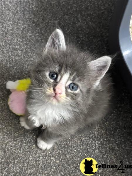 a maine coon cat sitting on the ground