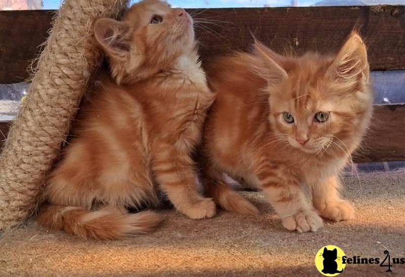 Error: Operation returned an invalid status code 429<br/>Stack Trace:    at Microsoft.Azure.CognitiveServices.Vision.ComputerVision.ComputerVisionClient.<DescribeImageInStreamWithHttpMessagesAsync>d__41.MoveNext()
--- End of stack trace from previous lomaine coon cation where exception was thrown ---
   at System.Runtime.ExceptionServices.ExceptionDispatchInfo.Throw()
   at System.Runtime.CompilerServices.TaskAwaiter.HandleNonSuccess