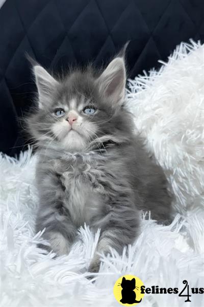 a maine coon kitten with blue eyes