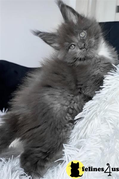 Error: Operation returned an invalid status code 429<br/>Stack Trace:    at Microsoft.Azure.CognitiveServices.Vision.ComputerVision.ComputerVisionClient.<DescribeImageInStreamWithHttpMessagesAsync>d__41.MoveNext()
--- End of stack trace from previous lomaine coon cation where exception was thrown ---
   at System.Runtime.ExceptionServices.ExceptionDispatchInfo.Throw()
   at System.Runtime.CompilerServices.TaskAwaiter.HandleNonSuccess