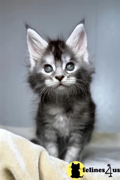a maine coon cat sitting on a surface