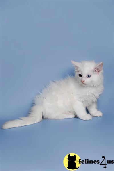 Error: Operation returned an invalid status code 429<br/>Stack Trace:    at Microsoft.Azure.CognitiveServices.Vision.ComputerVision.ComputerVisionClient.<DescribeImageInStreamWithHttpMessagesAsync>d__41.MoveNext()
--- End of stack trace from previous lomaine coon cation where exception was thrown ---
   at System.Runtime.ExceptionServices.ExceptionDispatchInfo.Throw()
   at System.Runtime.CompilerServices.TaskAwaiter.HandleNonSuccess