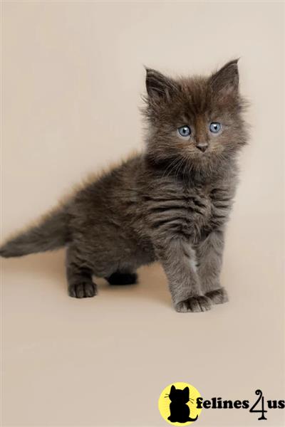 Error: Operation returned an invalid status code 429<br/>Stack Trace:    at Microsoft.Azure.CognitiveServices.Vision.ComputerVision.ComputerVisionClient.<DescribeImageInStreamWithHttpMessagesAsync>d__41.MoveNext()
--- End of stack trace from previous lomaine coon cation where exception was thrown ---
   at System.Runtime.ExceptionServices.ExceptionDispatchInfo.Throw()
   at System.Runtime.CompilerServices.TaskAwaiter.HandleNonSuccess