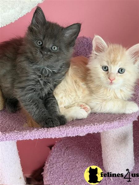 a maine coon kitten sitting on a purple surface