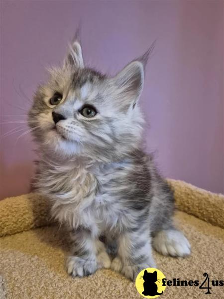 a maine coon kitten sitting on a blanket