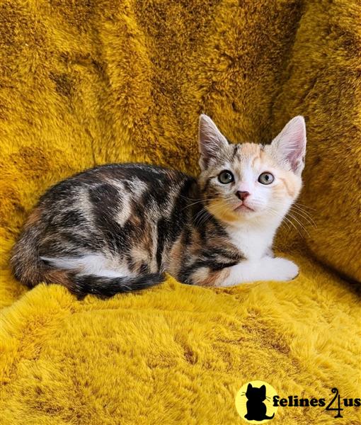 a maine coon kitten standing on a carpet