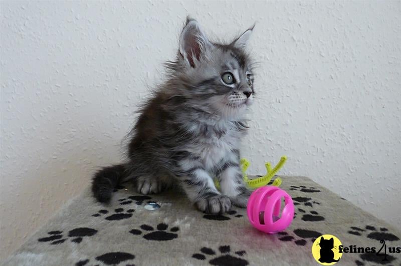 a maine coon kitten sitting on a table