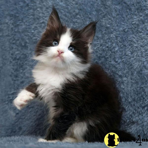 a maine coon kitten standing on a carpet
