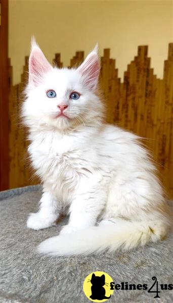 a maine coon cat sitting on a surface