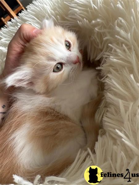 a munchkin cat with a flower in its mouth