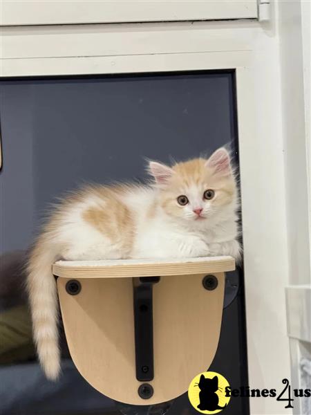 Error: Operation returned an invalid status code 429<br/>Stack Trace:    at Microsoft.Azure.CognitiveServices.Vision.ComputerVision.ComputerVisionClient.<DescribeImageInStreamWithHttpMessagesAsync>d__41.MoveNext()
--- End of stack trace from previous lomunchkin cation where exception was thrown ---
   at System.Runtime.ExceptionServices.ExceptionDispatchInfo.Throw()
   at System.Runtime.CompilerServices.TaskAwaiter.HandleNonSuccessAn