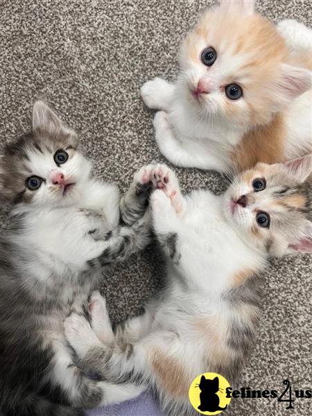 Error: Operation returned an invalid status code 429<br/>Stack Trace:    at Microsoft.Azure.CognitiveServices.Vision.ComputerVision.ComputerVisionClient.<DescribeImageInStreamWithHttpMessagesAsync>d__41.MoveNext()
--- End of stack trace from previous lomunchkin cation where exception was thrown ---
   at System.Runtime.ExceptionServices.ExceptionDispatchInfo.Throw()
   at System.Runtime.CompilerServices.TaskAwaiter.HandleNonSuccessAn