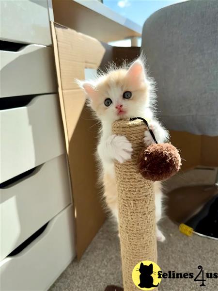 Error: Operation returned an invalid status code 429<br/>Stack Trace:    at Microsoft.Azure.CognitiveServices.Vision.ComputerVision.ComputerVisionClient.<DescribeImageInStreamWithHttpMessagesAsync>d__41.MoveNext()
--- End of stack trace from previous lomunchkin cation where exception was thrown ---
   at System.Runtime.ExceptionServices.ExceptionDispatchInfo.Throw()
   at System.Runtime.CompilerServices.TaskAwaiter.HandleNonSuccessAn