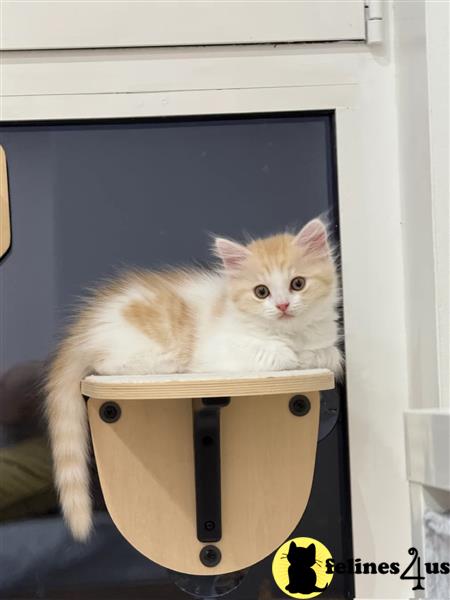 Error: Operation returned an invalid status code 429<br/>Stack Trace:    at Microsoft.Azure.CognitiveServices.Vision.ComputerVision.ComputerVisionClient.<DescribeImageInStreamWithHttpMessagesAsync>d__41.MoveNext()
--- End of stack trace from previous lomunchkin cation where exception was thrown ---
   at System.Runtime.ExceptionServices.ExceptionDispatchInfo.Throw()
   at System.Runtime.CompilerServices.TaskAwaiter.HandleNonSuccessAn