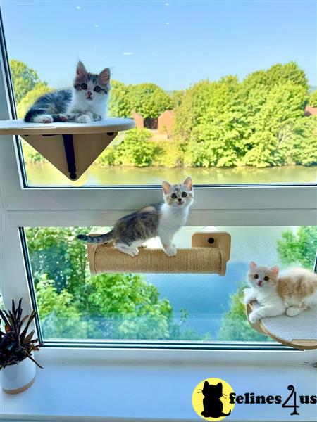 a munchkin cat sitting on a couch