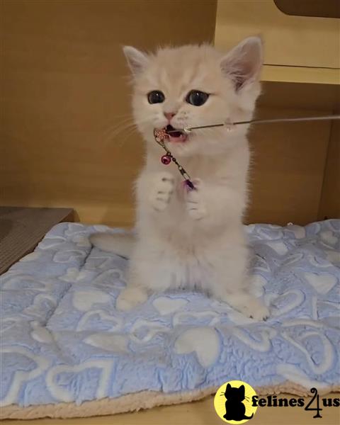 a munchkin kitten with blue eyes