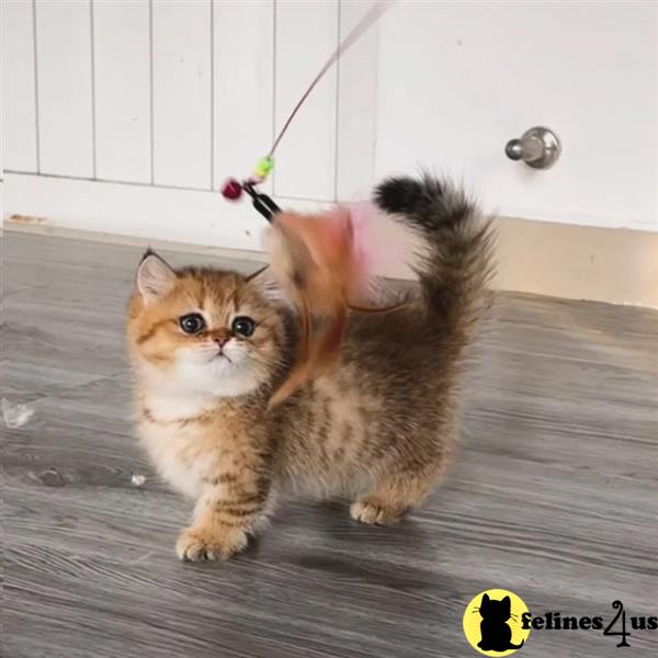 a munchkin kitten on a table