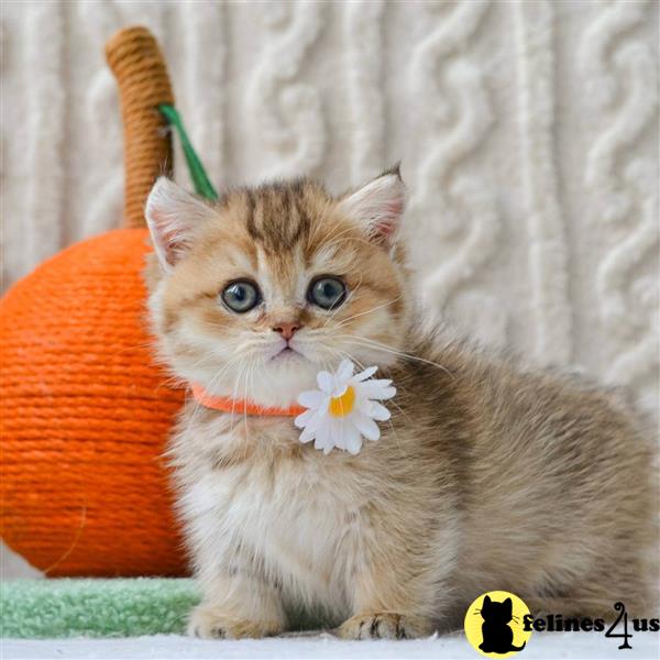 a person holding a munchkin cat