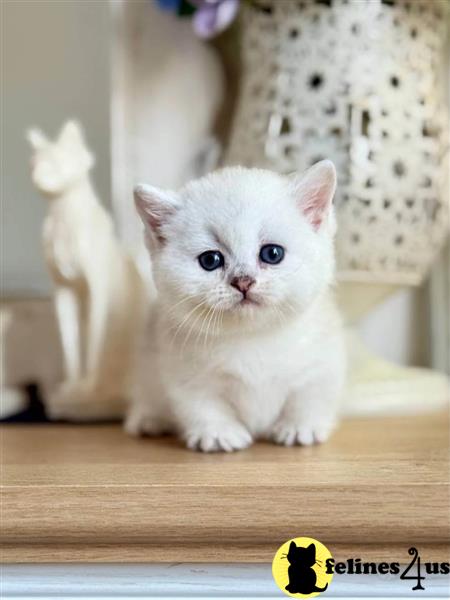 a munchkin cat with a flower in its mouth