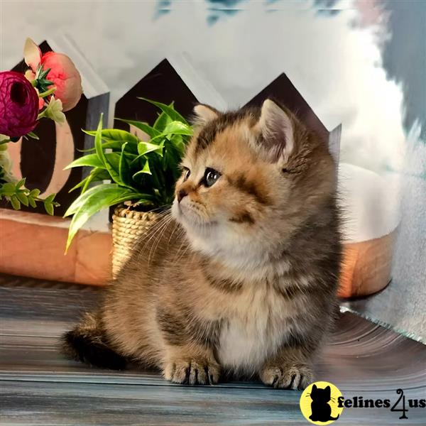 a person holding a munchkin cat