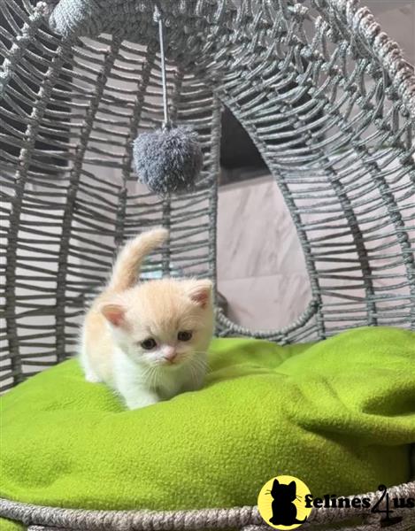 a munchkin kitten on a bed