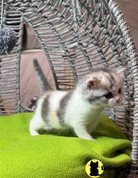 a person holding a munchkin cat