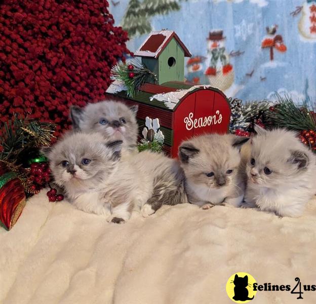 Error: Operation returned an invalid status code 429<br/>Stack Trace:    at Microsoft.Azure.CognitiveServices.Vision.ComputerVision.ComputerVisionClient.<DescribeImageInStreamWithHttpMessagesAsync>d__41.MoveNext()
--- End of stack trace from previous lomunchkin cation where exception was thrown ---
   at System.Runtime.ExceptionServices.ExceptionDispatchInfo.Throw()
   at System.Runtime.CompilerServices.TaskAwaiter.HandleNonSuccessAn