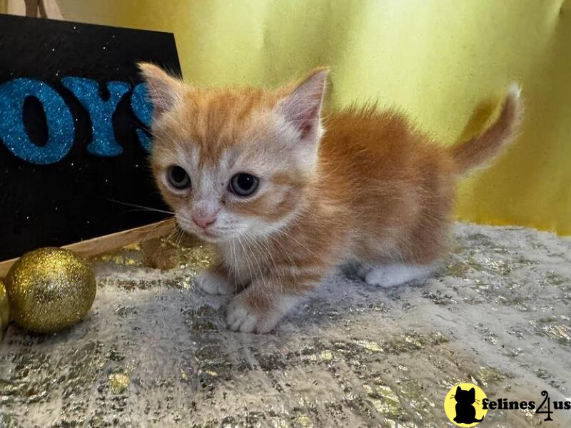 a munchkin cat with a flower in its mouth