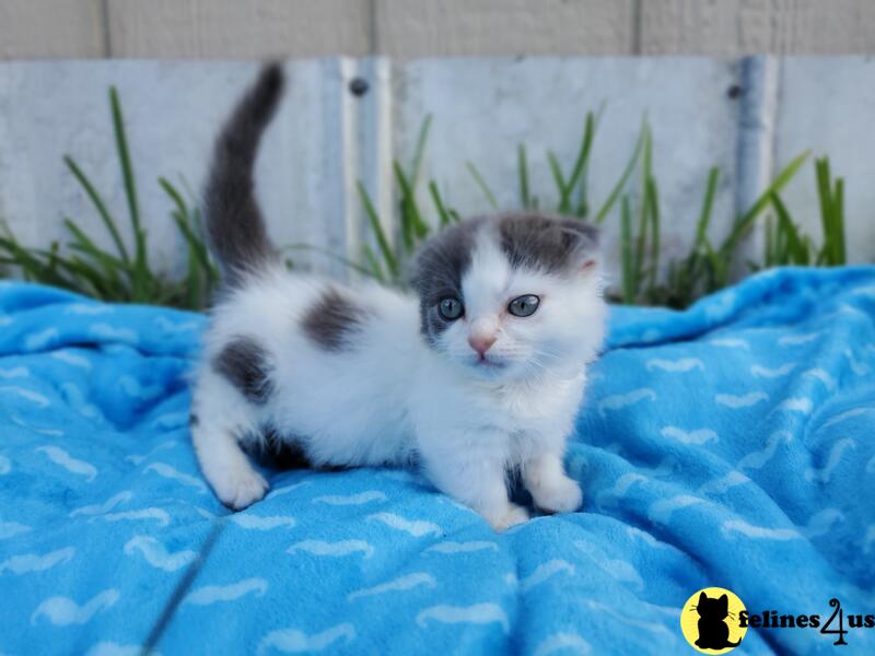 a munchkin kitten lying on a blanket