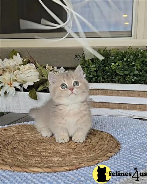 a munchkin cat with a pink background
