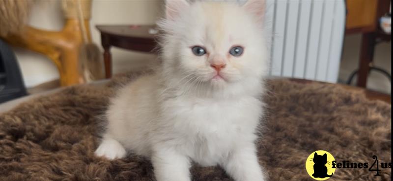 a person holding a munchkin cat